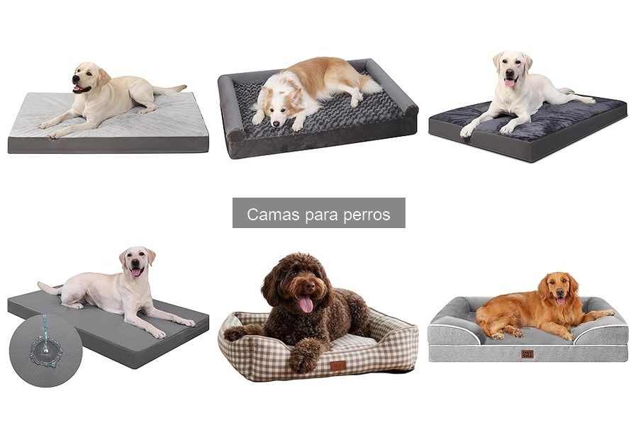 Cómo entrenar a tu perro para usar su cama fácilmente