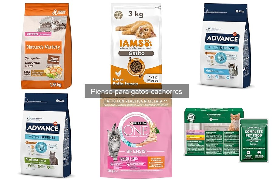 Cómo introducir el nuevo pienso a tu gato cachorro