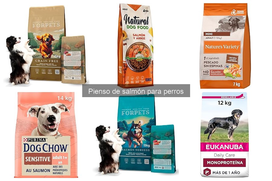 Cómo introducir el pienso de salmón en la dieta de tu perro