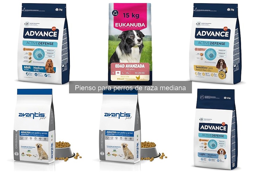 Cómo introducir un nuevo pienso a tu perro de raza mediana
