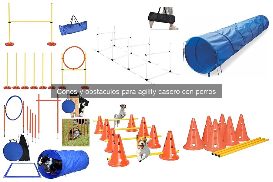 Cómo involucrar a tu perro en el entrenamiento de agility