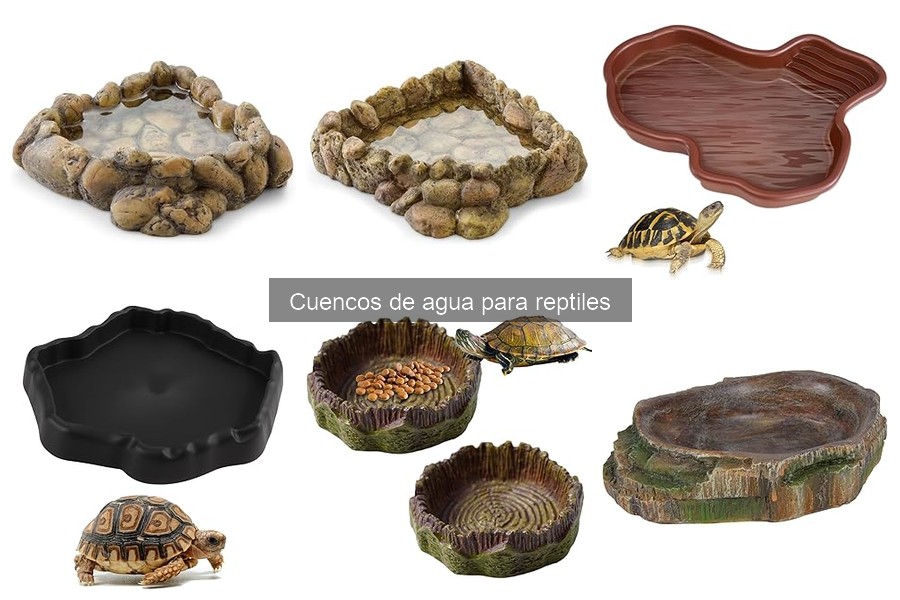 Cómo limpiar y mantener cuencos de agua para reptiles