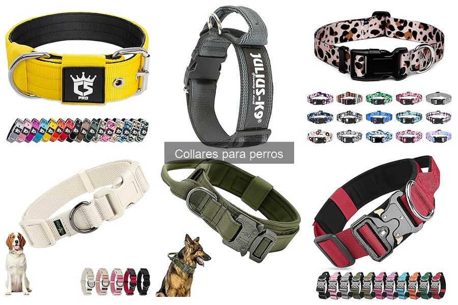 Cómo limpiar y mantener el collar de tu perro