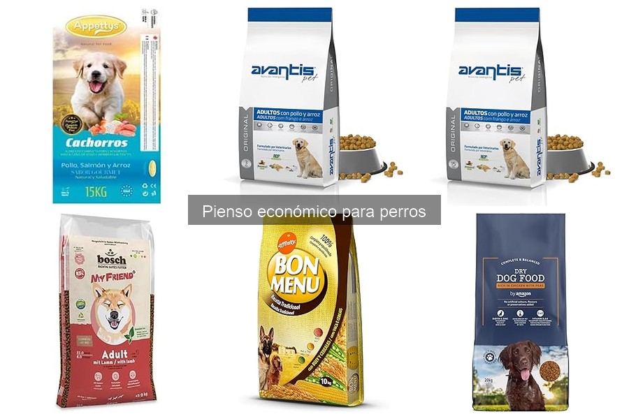 Cómo lograr que tu perro acepte pienso económico