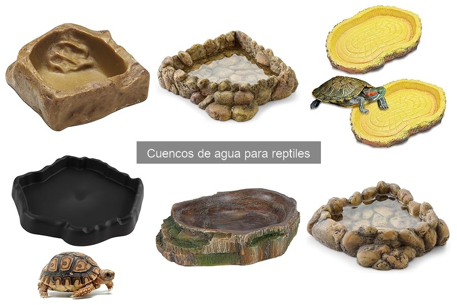 Cómo mantener el agua de cuencos de reptiles siempre limpia