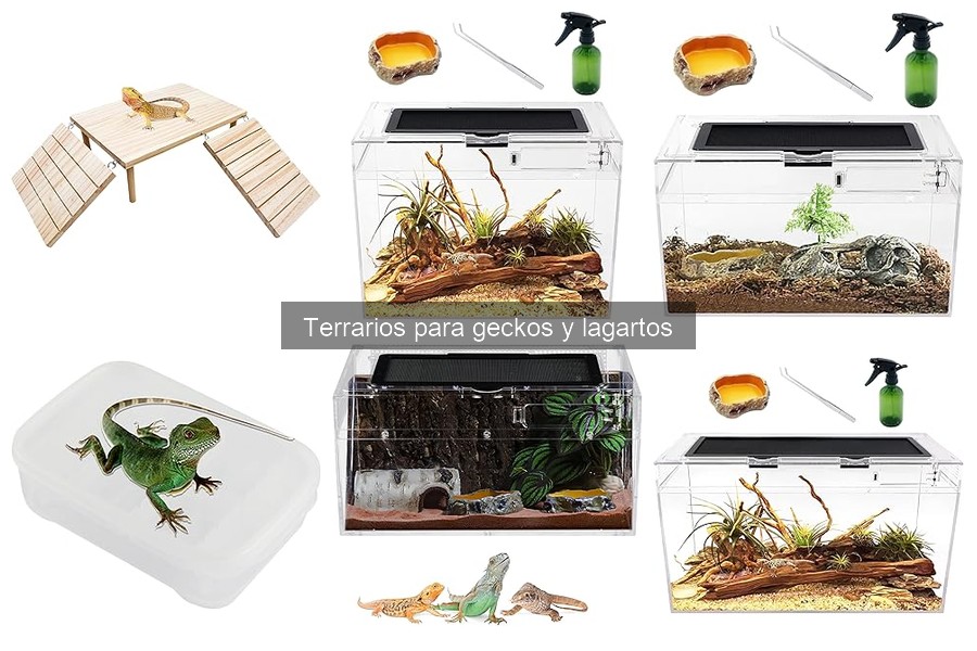 Cómo montar un terrario ideal para geckos y lagartos