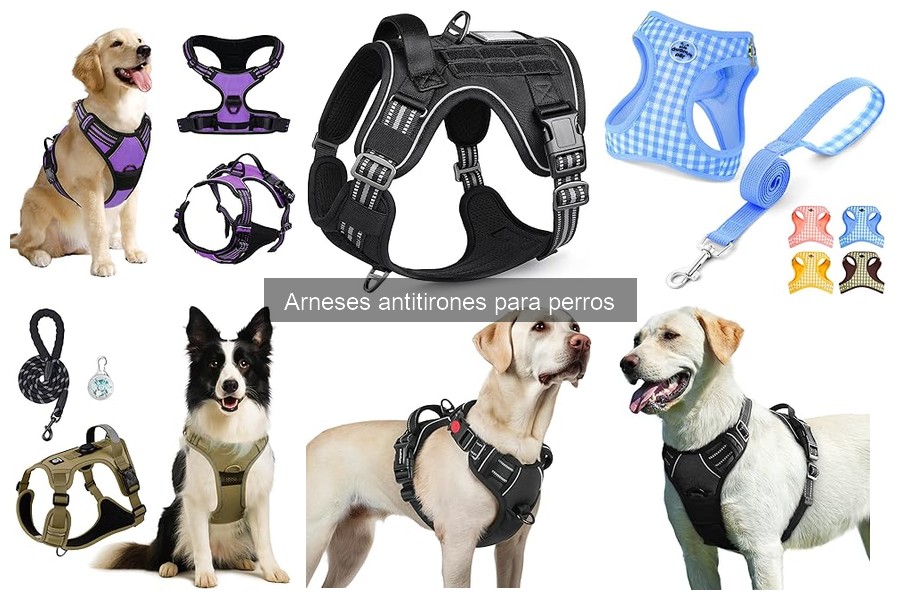 Cómo poner un arnés antitirones a tu perro fácilmente