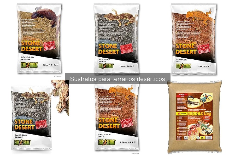 Cómo preparar un terrario desértico con sustrato adecuado