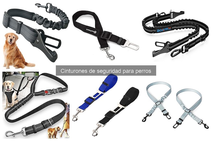 Comparativa: Cinturones de Seguridad vs Transportines para Perros