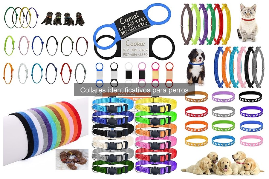 Comparativa: Collares Identificativos vs. Microchips para Perros