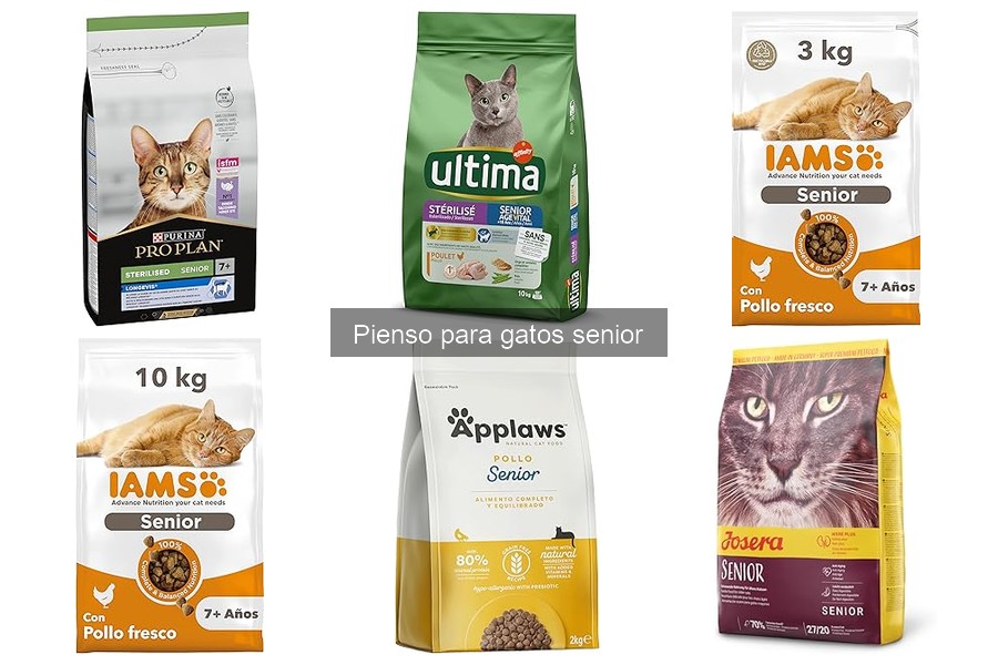 Comparativa: Pienso seco vs húmedo para gatos senior