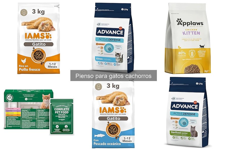 Comparativa: Piensos secos vs húmedos para gatos cachorros