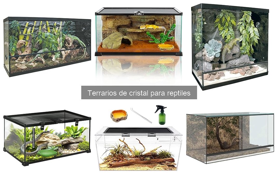 Comparativa: Terrarios de Cristal vs Otros Materiales