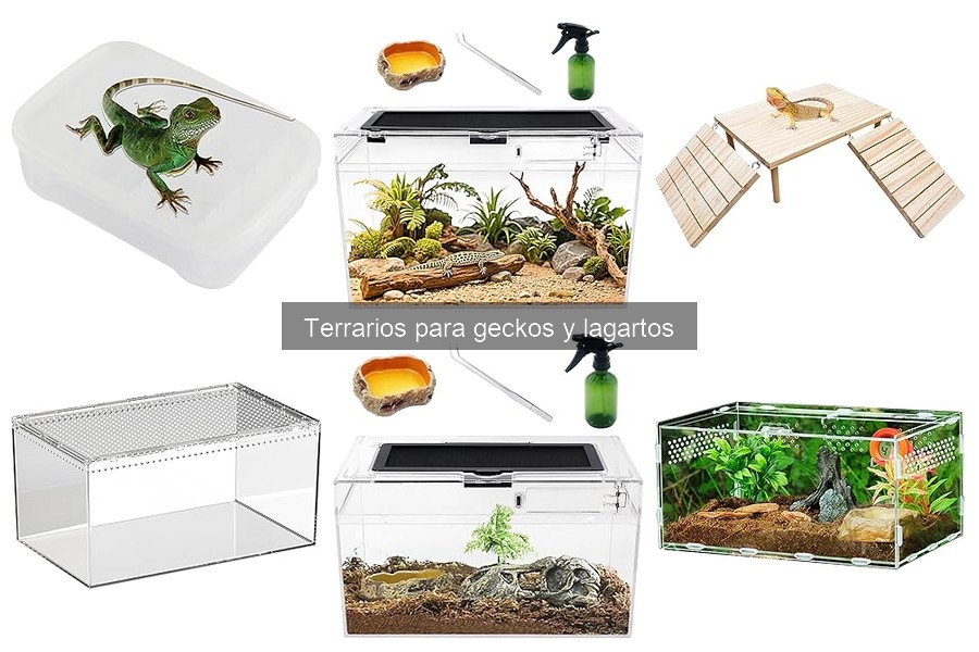 Compra los Mejores Terrarios para Geckos y Lagartos en Línea