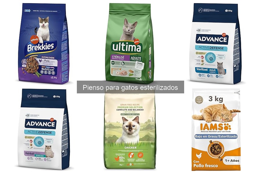 ¿Con qué frecuencia alimentar a un gato esterilizado?