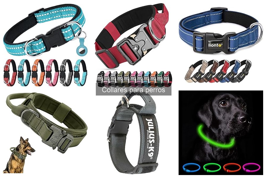 Consejos para Cambiar el Collar de tu Perro Efectivamente