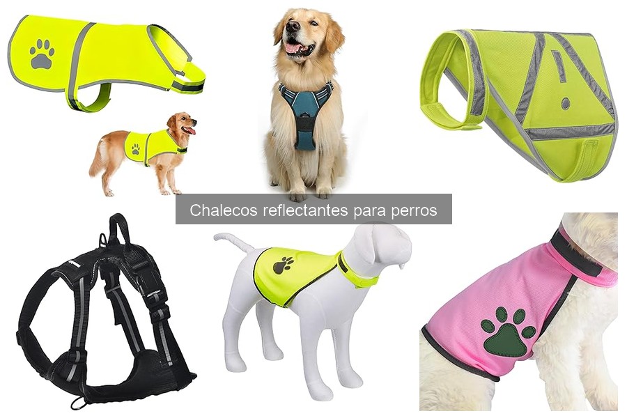 ¿Cuándo usar un chaleco reflectante para perros? Consejos