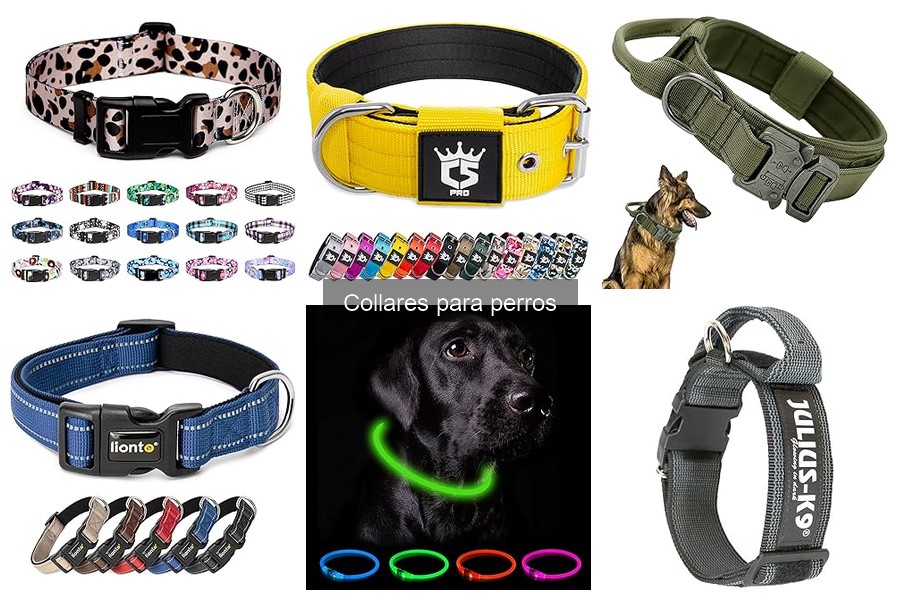 ¿Cuánto gastar en un collar para perros? Precios y recomendaciones