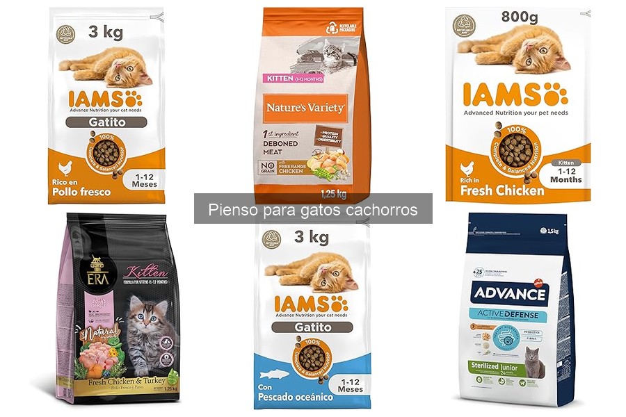 ¿Cuánto pienso debe comer un gato cachorro?