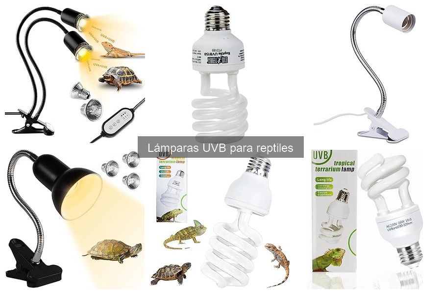 ¿Cuánto tiempo debe estar encendida tu lámpara UVB para reptiles?