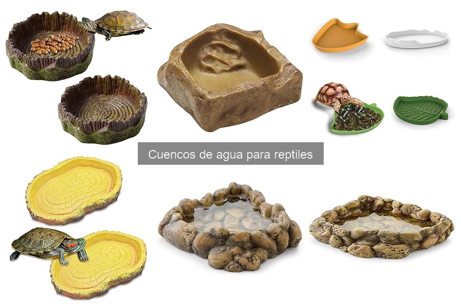 Cuencos de agua de diseño especial para reptiles: ¿valen la pena?