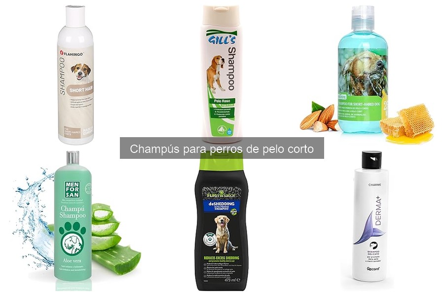 Cuidados Post-Baño para Perros de Pelo Corto: Consejos Clave