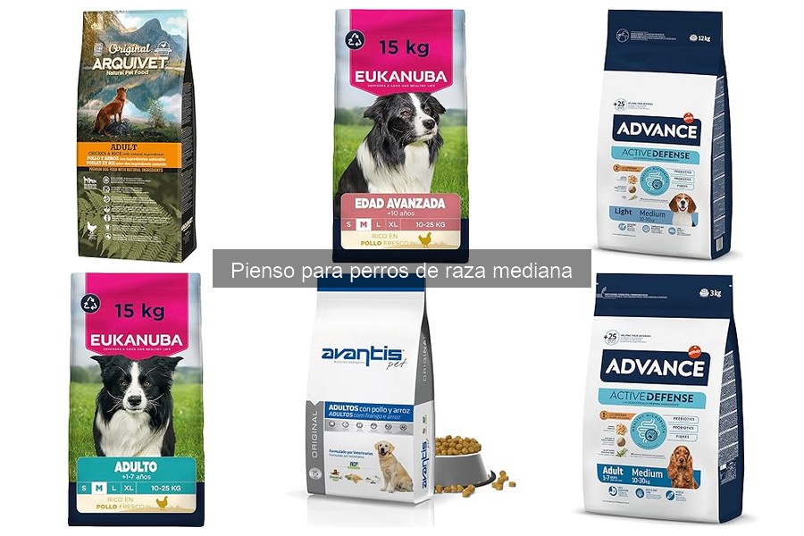 Diferencias entre pienso seco y húmedo para perros medianos