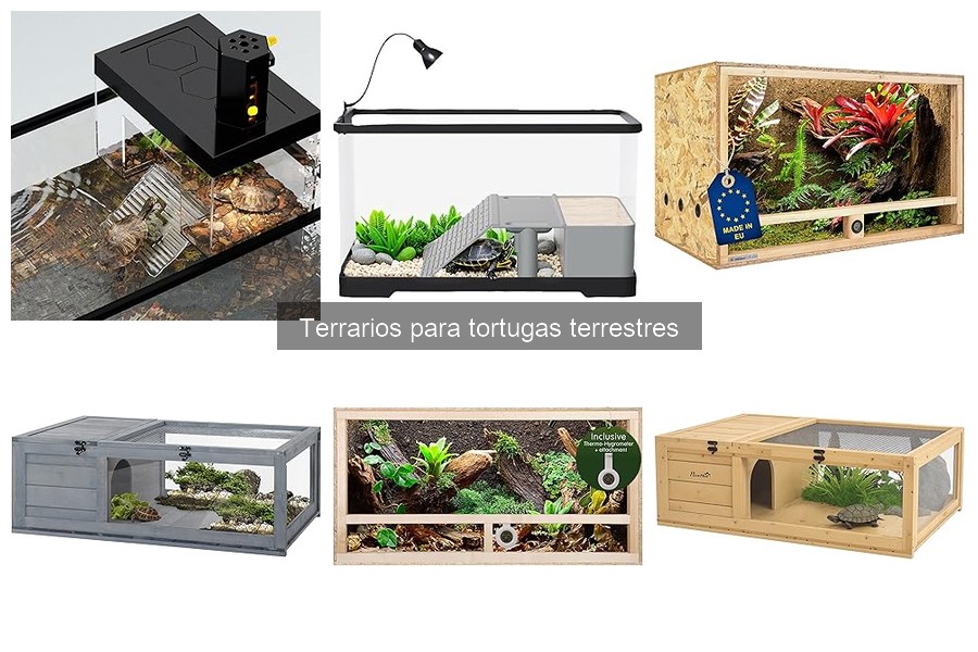 Diferencias entre terrarios para tortugas y otros reptiles