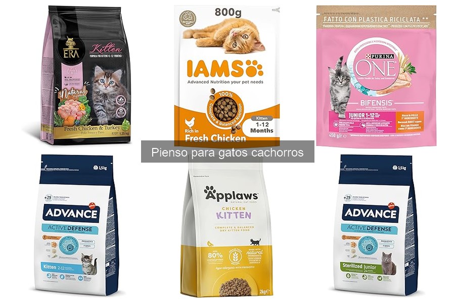 Dónde comprar pienso para gatos cachorros barato
