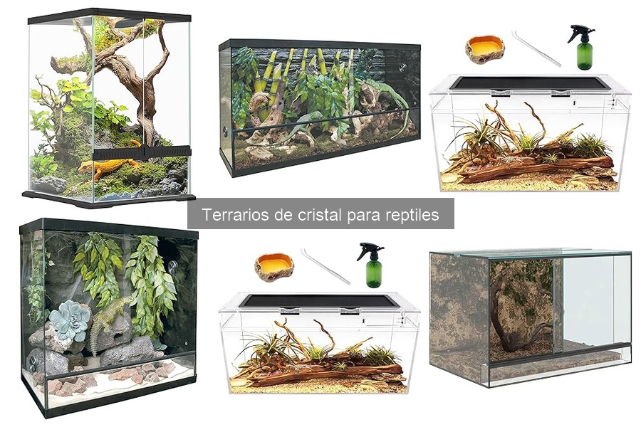 Dónde comprar terrarios de cristal para reptiles económicos