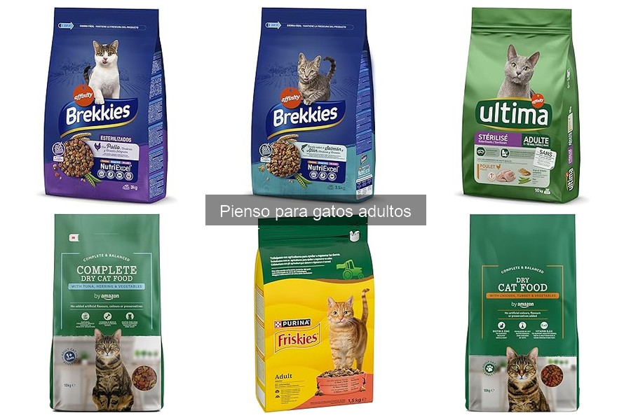 Efectos de un mal pienso en la salud de gatos adultos