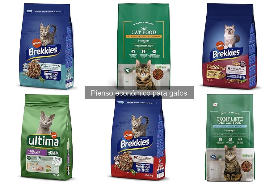 Efectos negativos del pienso económico en gatos