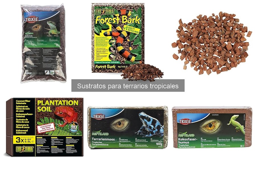 Elige el mejor sustrato para tu terrario tropical