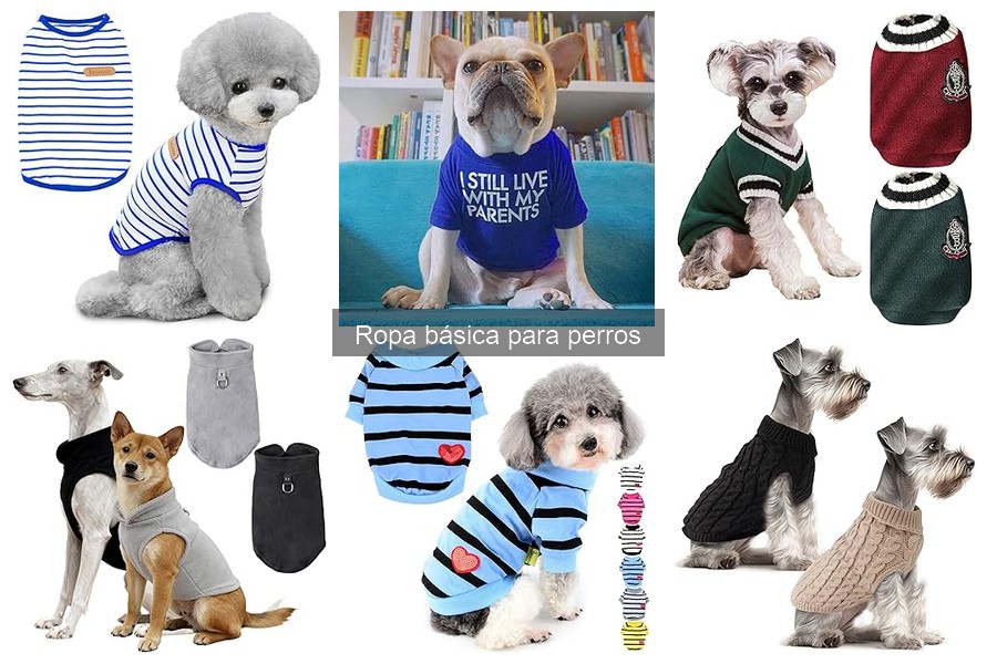 Errores al Comprar Ropa para Perros: ¡Evítalos!