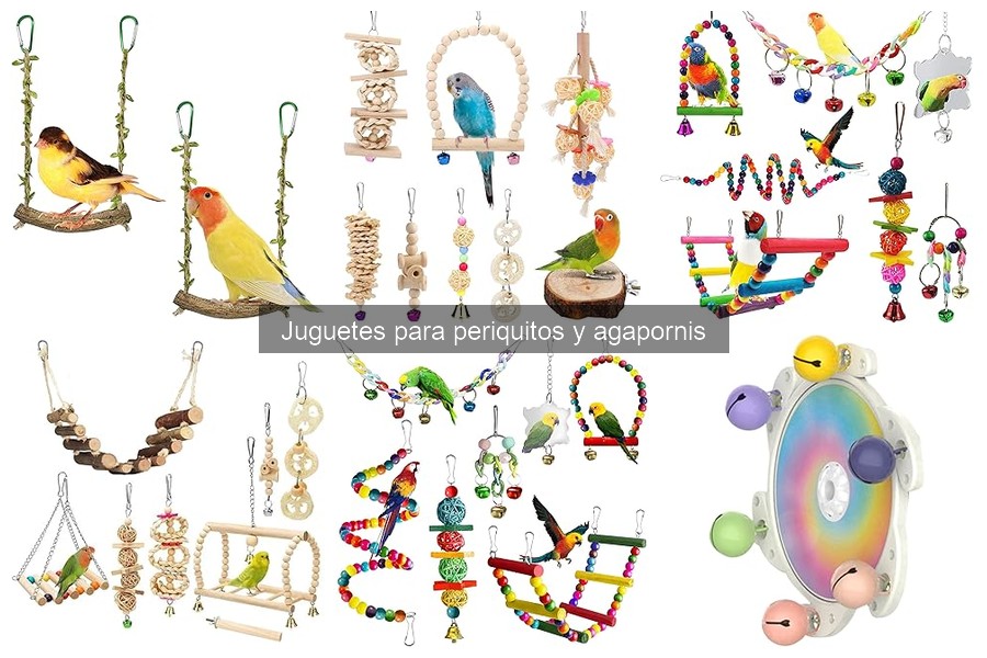 Errores al dejar juguetes con periquitos: cuidados esenciales