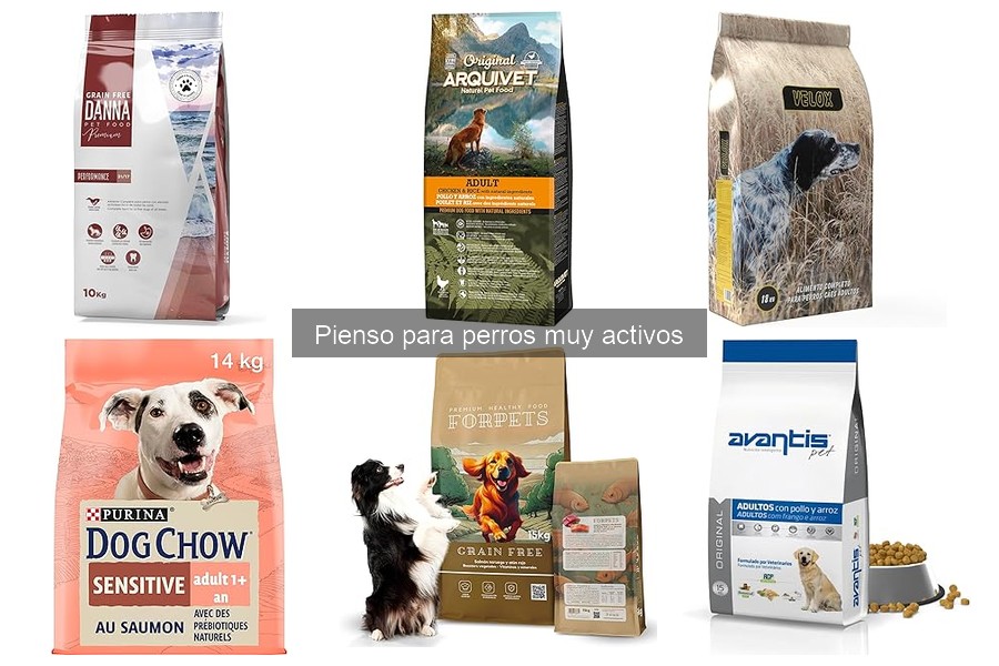 Errores al elegir pienso para perros muy activos