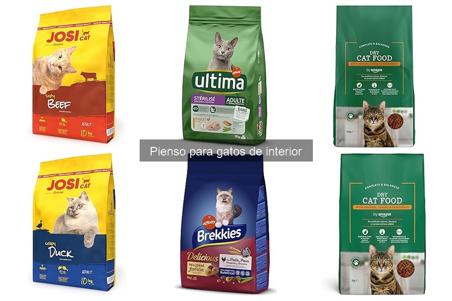 Errores comunes al alimentar a un gato de interior