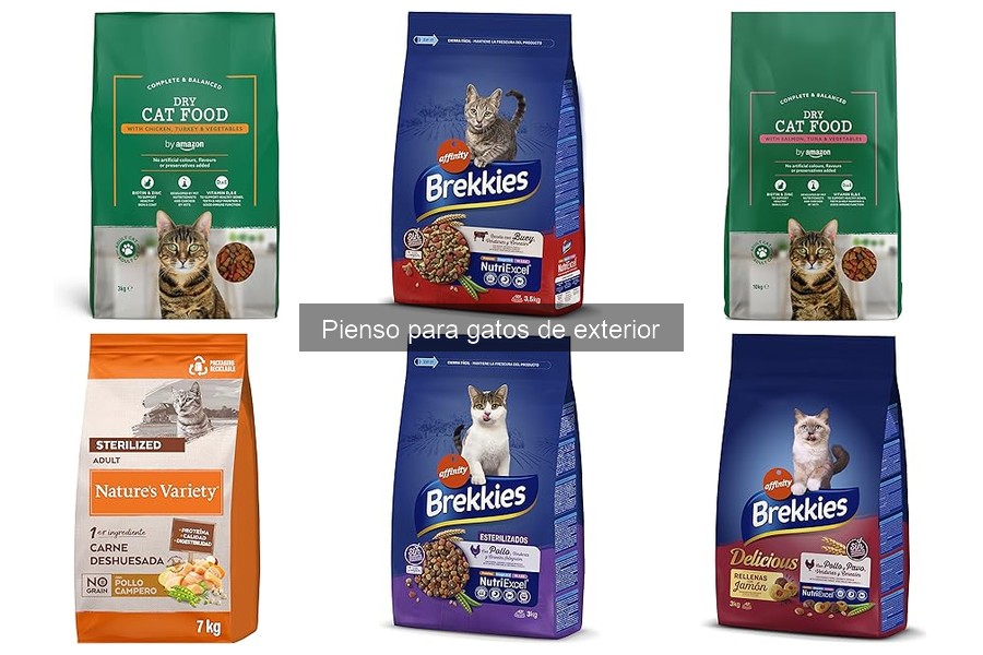 Errores comunes al alimentar gatos de exterior con pienso