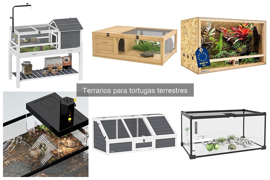 Errores comunes al elegir un terrario para tortugas terrestres