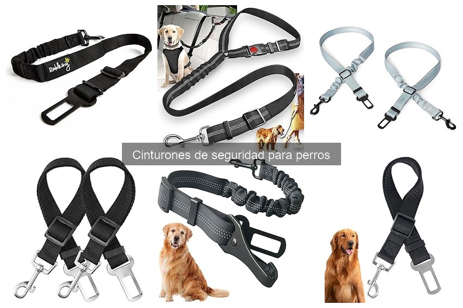 Errores comunes al usar cinturones de seguridad para perros