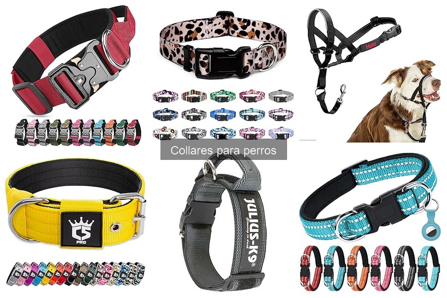 Errores comunes al usar collares para perros y soluciones