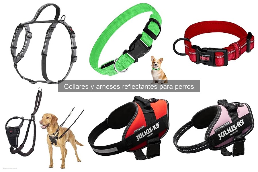Errores Comunes al Usar Collares Reflectantes para Perros