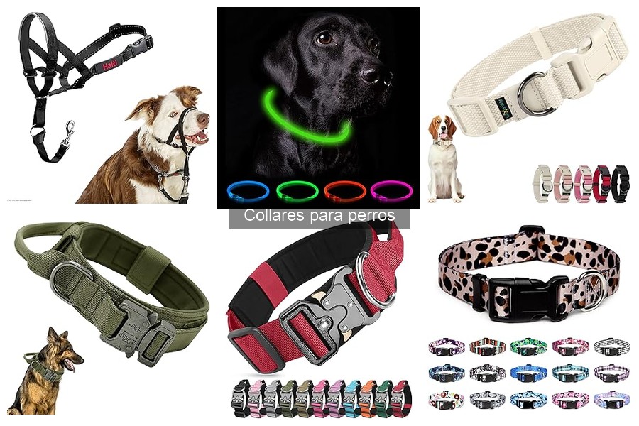 Guía de compra de collares para perros: características y tips