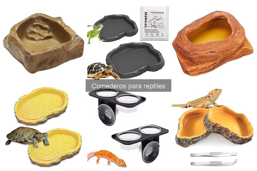 Guía para elegir el comedero ideal para reptiles