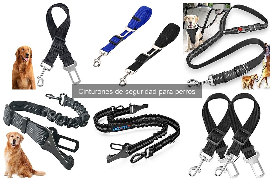 Guía para elegir el mejor cinturón de seguridad para perros