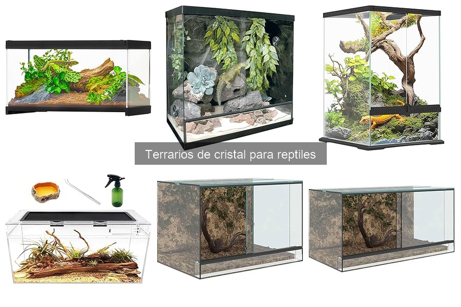 Guía para elegir el mejor terrario de cristal para reptiles