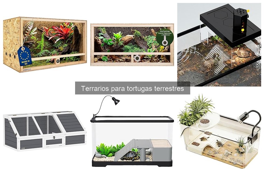 Guía para elegir el mejor terrario para tortugas terrestres