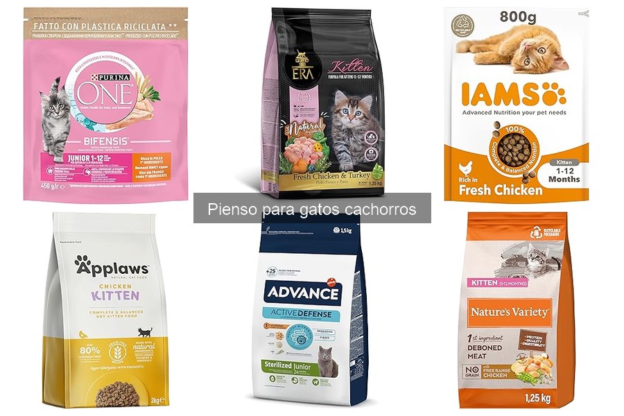 Ingredientes esenciales en pienso para gatos cachorros