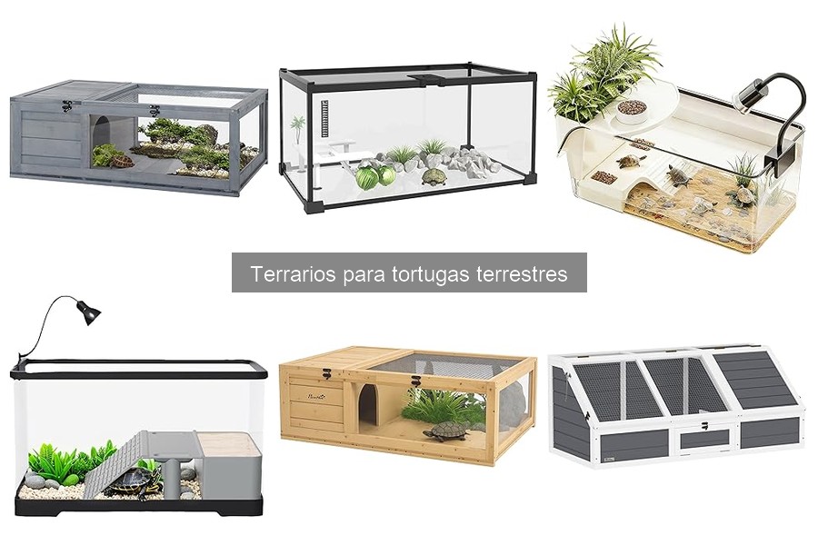 Mantenimiento de Terrarios para Tortugas Terrestres