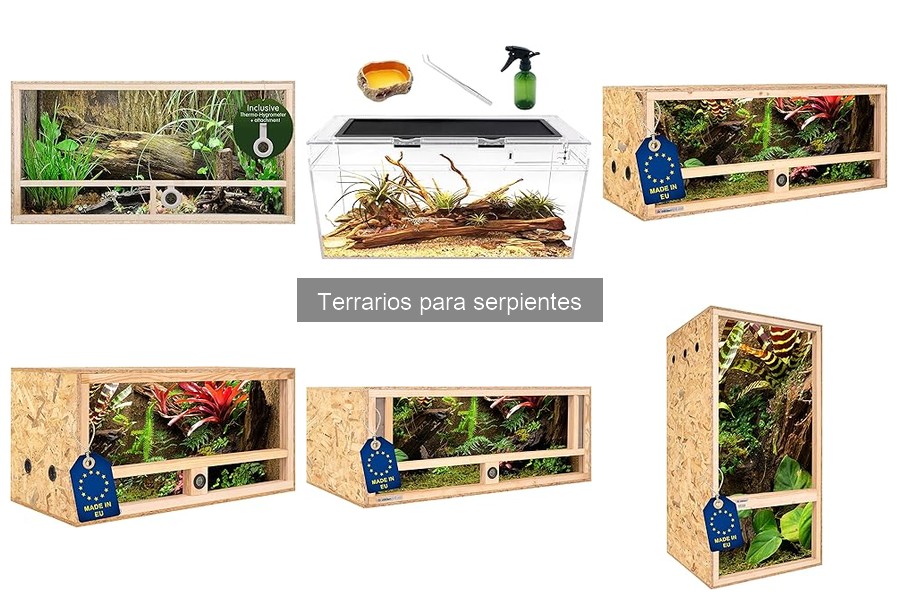 Mantenimiento y limpieza del terrario para serpientes